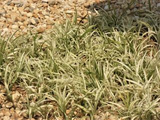 Variegated Japanese Silver Dragon Grass Liriope Groundcover 25 - 100 Plants Rare