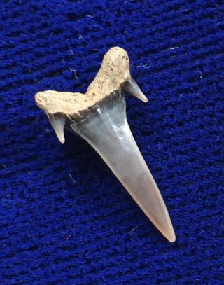 Rare Eostriatolamia Sp.  Fossil Cretaceous Shark Tooth Russia