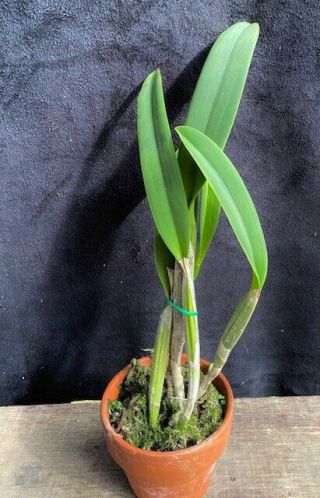 Rare Cattleya Orchids - C lueddemanniana ' Jungle Treasure ' DIVISION 2