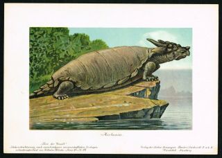 1900 Extinct Prehistoric Meiolania Basal Turtle Tortoise - Antique Print