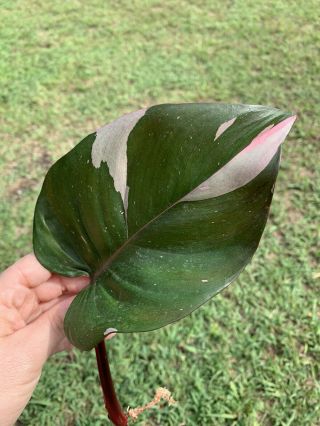 Philodendron Pink Princess - Rooted Cutting Rare Aroid
