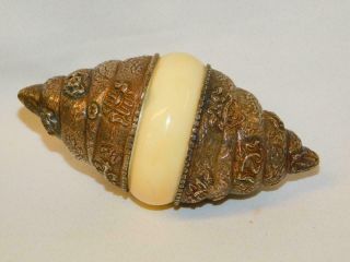 Antique Vintage Silver & Horn Conch Sea Shell Hinged Box 6.  5 " Ornate