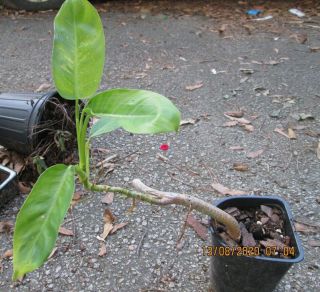 Very Rare Philodendron From Ecuador Aroid Tropical Houseplant