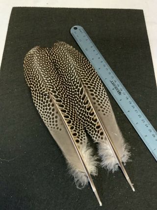 Argus Pheasant Feathers Salmon Fly Tying Flies Rare