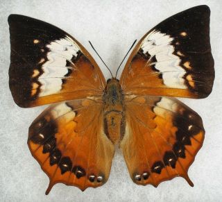 Insect/butterfly/ Charaxes Ssp.  - Female 3 " Rare
