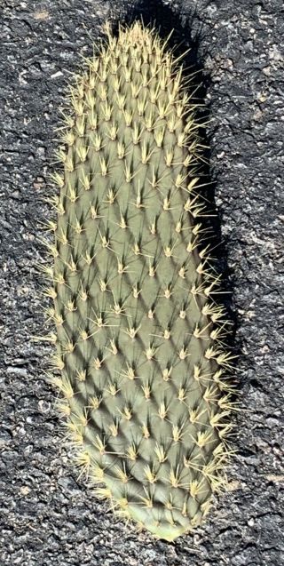 Opuntia Echios V.  Barringtonensis Extremely Rare Galapagos Endemic Tree Cactus