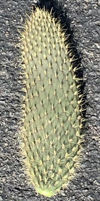 Opuntia Echios V.  Barringtonensis Extremely Rare Galapagos Endemic Tree Cactus 2