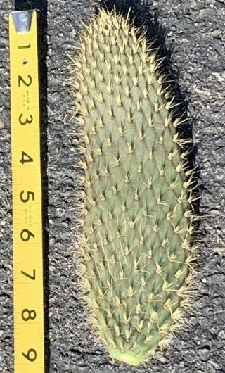 Opuntia Echios V.  Barringtonensis Extremely Rare Galapagos Endemic Tree Cactus 3