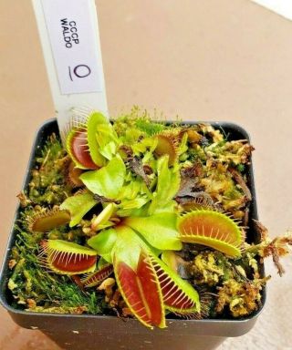 Rare Carnivorous Venus Flytrap Plant " Waldo " 10