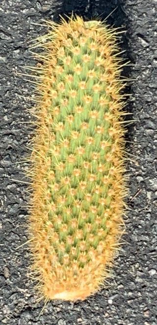 Opuntia Echios V.  Gigantea Extremely Rare Galapagos Endemic Tree Cactus Species