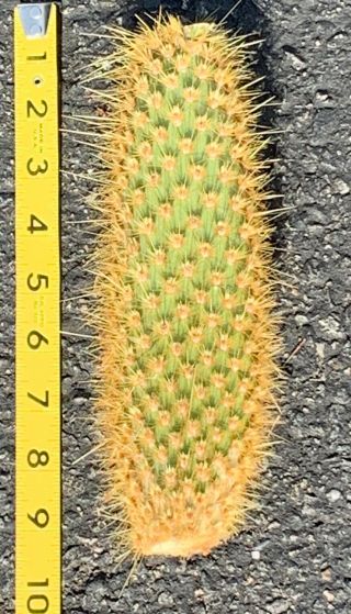 Opuntia Echios V.  Gigantea Extremely Rare Galapagos Endemic Tree Cactus Species 2