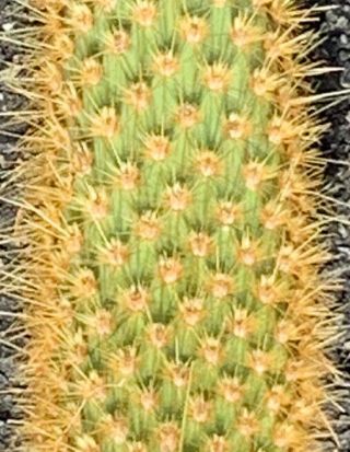 Opuntia Echios V.  Gigantea Extremely Rare Galapagos Endemic Tree Cactus Species 3