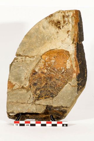 M247 - Top Rare Huge 4.  92 Inch Megitaspis Sp Lower Ordovician Trilobite Fezouata