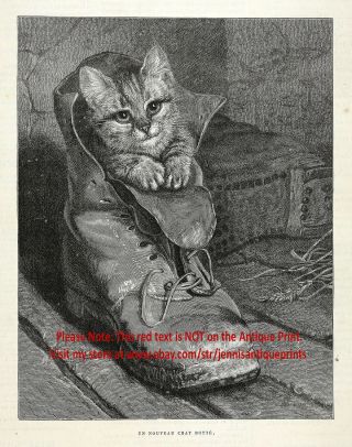 Cat Kitten Puss In Hiking Boot,  Cutest Tabby,  1880s Antique Engraving Print