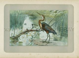 Bird Heron,  Rare Antique 100 - Year - Old French Bird Print - -