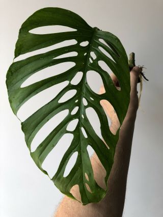 Large Leaf Monstera Adansonii Rooted Cutting Not Rare Epipremnoides Esqueleto