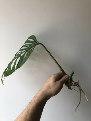 Large Leaf Monstera Adansonii Rooted Cutting not Rare Epipremnoides Esqueleto 2