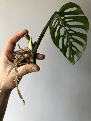 Large Leaf Monstera Adansonii Rooted Cutting not Rare Epipremnoides Esqueleto 3