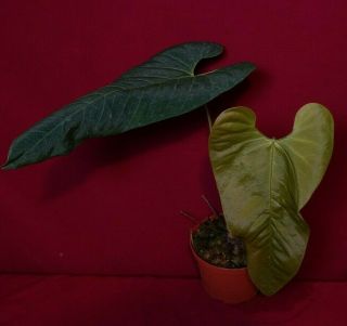 Anthurium Marmoratum Rare Velvet Aroid Plant Philodendron Monstera