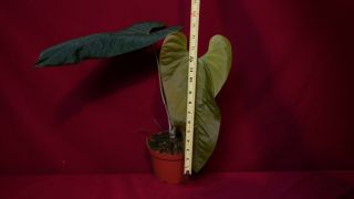 Anthurium Marmoratum Rare Velvet Aroid Plant Philodendron Monstera 2
