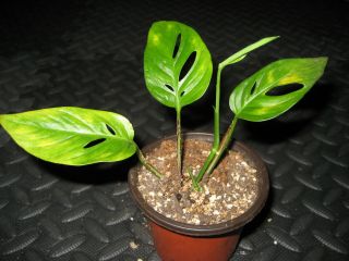 Rare Aroid Monstera Adansonii Narrow Leaf Swiss Cheese Philodendron in 3.  5 