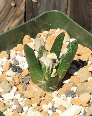 Med.  Rare Choice Ariocarpus Fissuratus Var.  Bravoanus Cactus (potted)