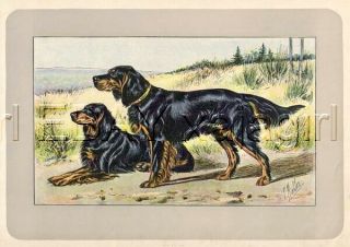 Dog Gordon Setter,  Rare Antique 100 - Year - Old French Dog Print