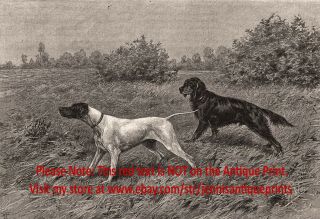 Dog Gordon Setter & English Pointer Named Champions,  1890s Antique Print