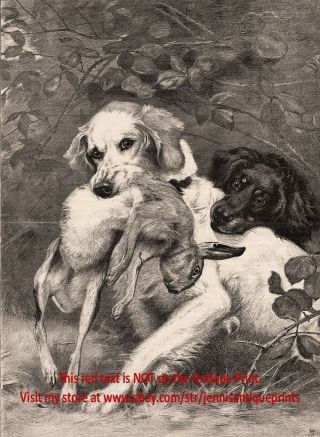 Dog English Setter & Gordon Setter Dispute Over Rabbit Large 1890s Antique Print