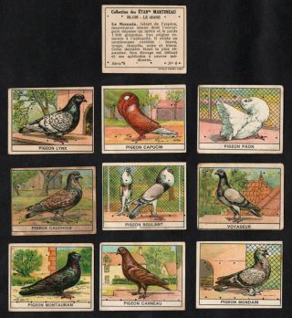 Pigeon Breeds Rare French Card Set (series 8) Martineau 1930s Poultry Birds