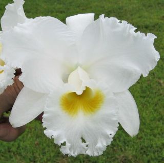Rare Cattleya Orchids - C Bow Bells 