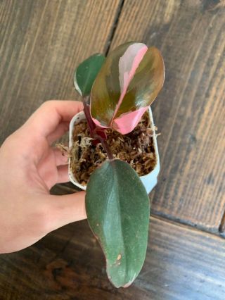 Pink Princess Philodendron Cutting,  Rooted In Moss,  Rare Collector Plant