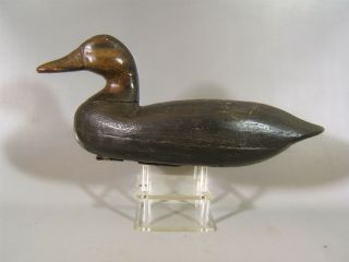 Rare Turned Head Black Duck Decoy Joe Tom Cranmer Manahawkin,  Nj Ca.  1890