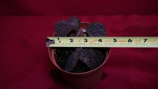 Begonia Plant Baik Rare Terrarium Plant 2 