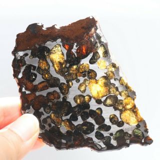 40g Rare Slices Of Kenyan Pallasite Meteorite Olive R3851