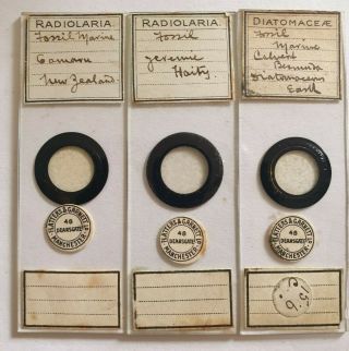 Fine Set Of 3 Antique Diatom Microscope Slides By F & G.