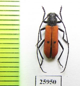 Cerambycidae,  Afghanicenus Nuristanicus,  Male,  Afghanistan Very Rare