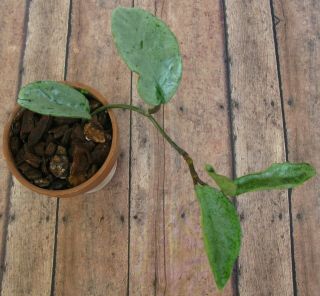 Hoya Carnosa Grey Ghost Wax Plant Unique And Rare