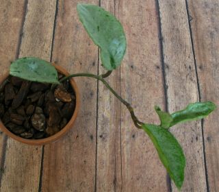 Hoya Carnosa Grey Ghost Wax Plant Unique and Rare 2