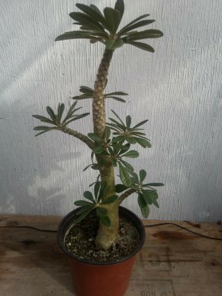 Dorstenia Gigas - Large Multi Branch Rooted Cutting,  Caudex,  Rare Succulent Bonsai