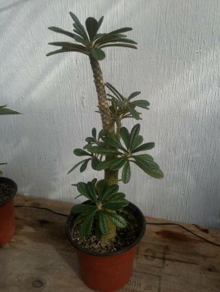 Dorstenia gigas - large multi branch rooted cutting,  caudex,  rare succulent bonsai 2