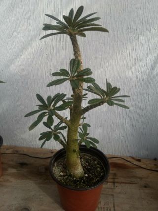 Dorstenia gigas - large multi branch rooted cutting,  caudex,  rare succulent bonsai 3