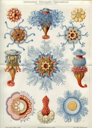 1895 Ernst Haeckel Jellyfish Medusa Antique Chromolithograph Print