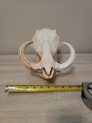 Rare Pathology South African Warthog Skull - Pig Head - Actinomycosis