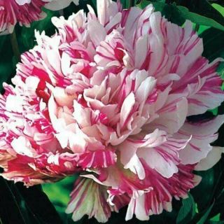 Peony Flower Roots Fragrant Perennial Plants Resistant Bonsai Hardy Sweet Rare