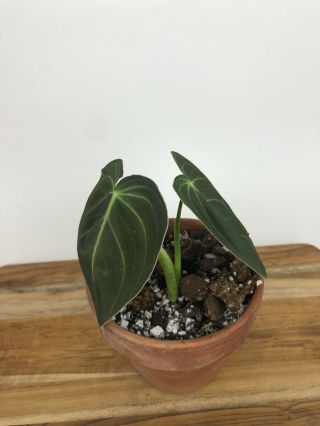 Rare Philodendron Melanochrysum - Aroid - Monstera