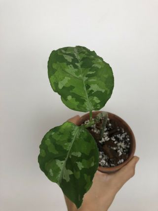 Variegated Rare Aroid Aglaonema Pictum Tricolor Camouflage Plant