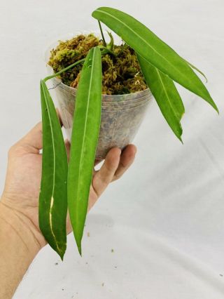 Anthurium Pallidiflorum - Rare Velvety Pendent Leaf Aroid