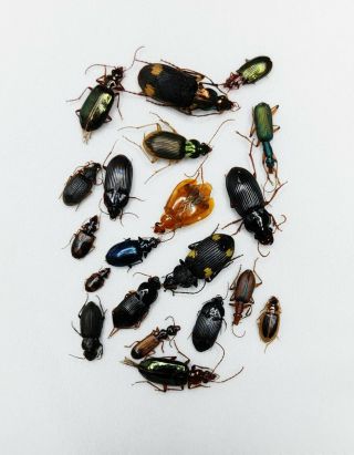 Carabidae,  Carabus Sp,  Rare,  Set,  China