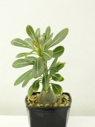 Adenium Socotranum - Socotra - Seedling - Caudex - Rare - Succulent